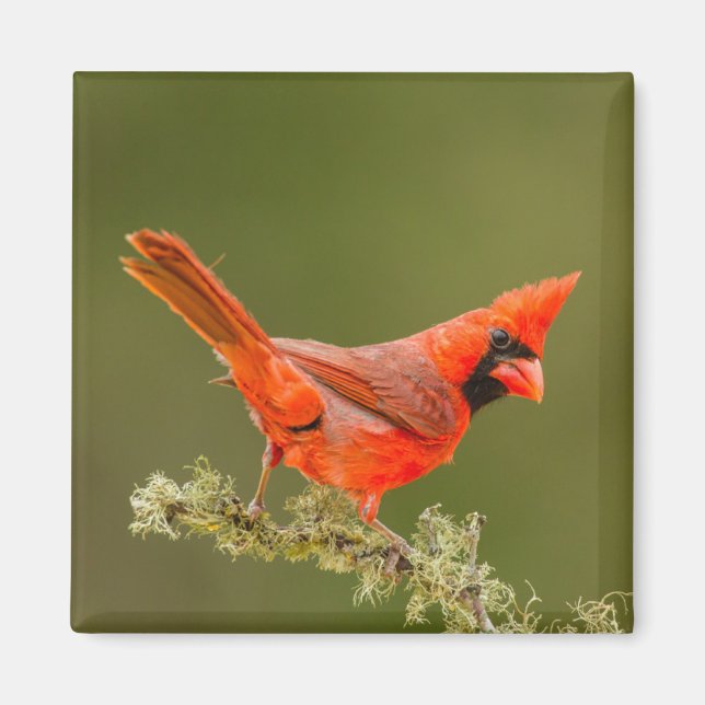 Aimant Cardinal mâle sur une branche (Devant)
