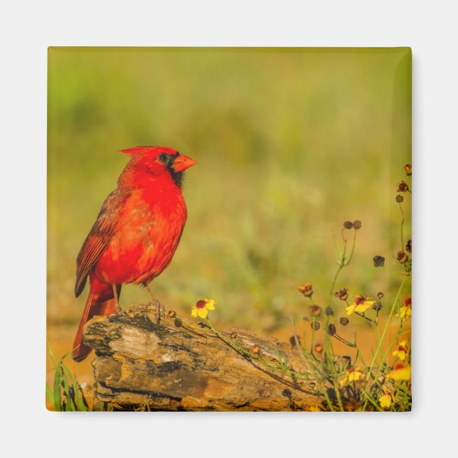 Aimant Cardinal mâle sur une bûche (Devant)