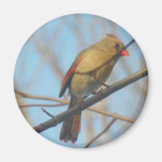 Aimant Cardinal/Oiseau féminin (Devant)