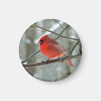Aimant cardinal rouge