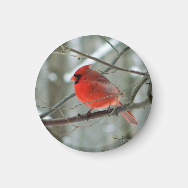 Aimant cardinal rouge (Devant)