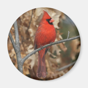 Aimant Cardinal rouge