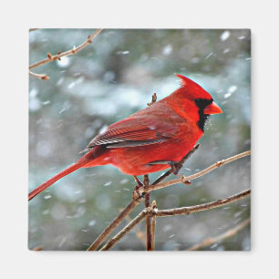 Aimant Cardinal rouge