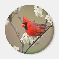 Cardinal rouge