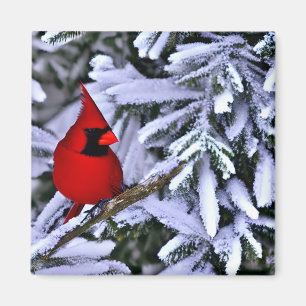 Aimant Cardinal rouge d'hiver