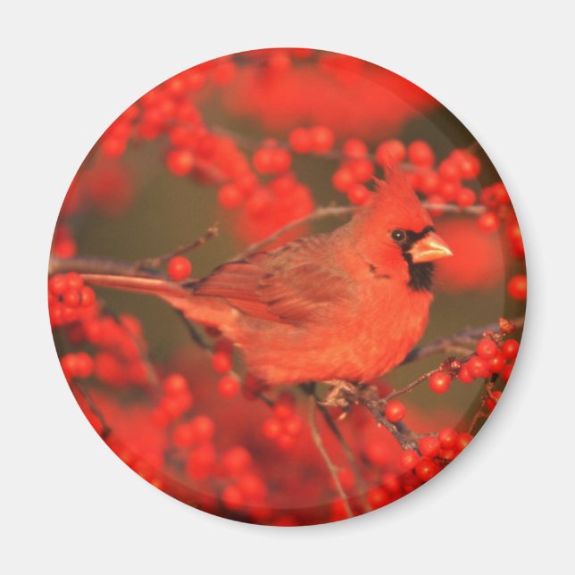 Aimant Cardinal rouge du Nord mâle, IL (Devant)