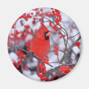 Aimant Cardinal rouge mâle, Hiver, IL