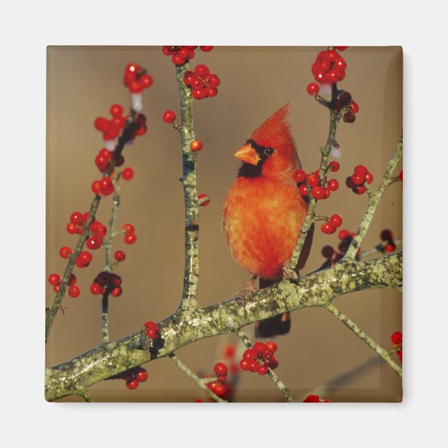Aimant Cardinal rouge mâle perché, IL (Devant)