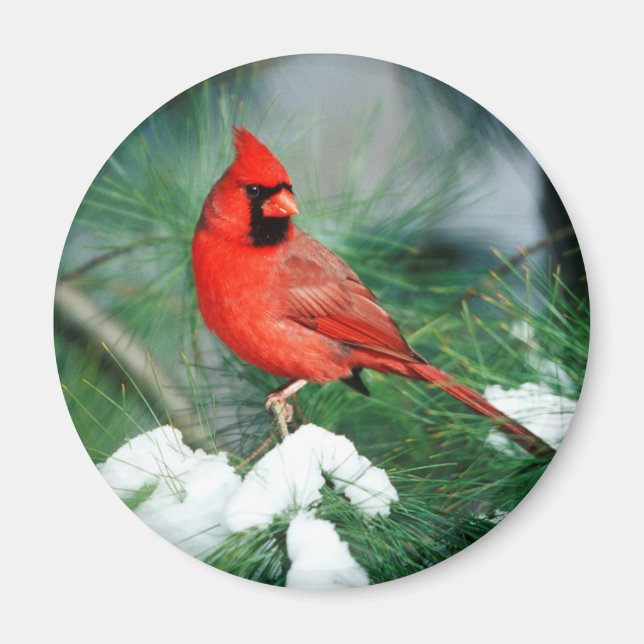 Aimant Cardinal rouge mâle sur un arbre, IL (Devant)