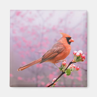 Aimant Cardinal sur l'arbre en fleurs