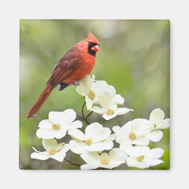 Aimant Cardinal sur le Dogwood Tree (Devant)