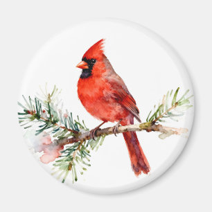 Aimant Cardinal sur une branche de sapin