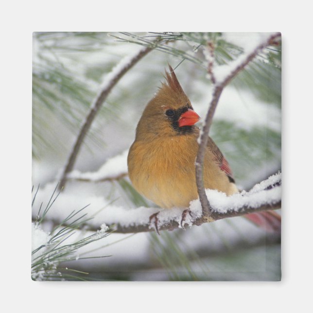 Aimant Cardinalis femelle dans un pin enneigé, (Devant)