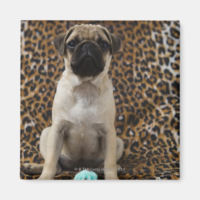 Aimant Carlin chiot assis contre poster de animal 2 (Devant)