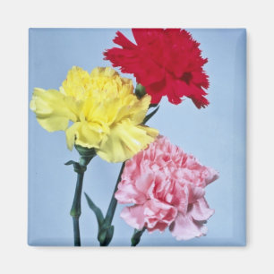 Aimant Carnation rouge étude sur les fleurs blanches