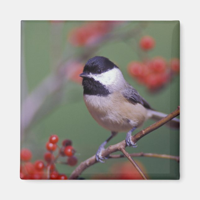 Aimant Carolina Chickadee (Devant)