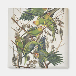 Aimant Carolina Parakeet, de 'Birds of America', 1829
