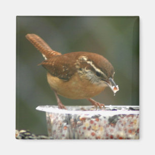 Aimant Carolina Wren