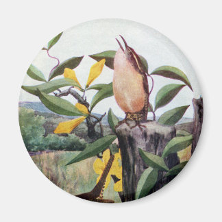 Aimant Carolina Wrens et Jessamine jaune