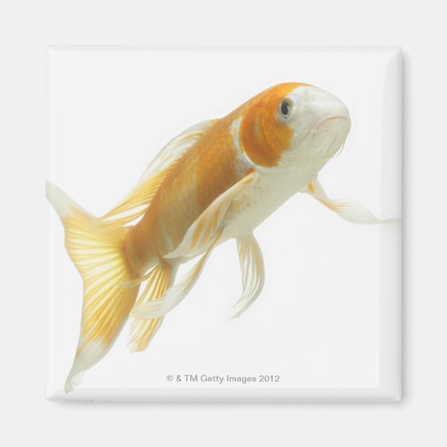 Aimant Carpe (Cyprinus carpio) (Devant)