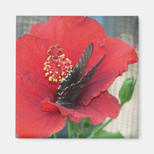 Aimant carré avec le papillon sur la fleur rouge