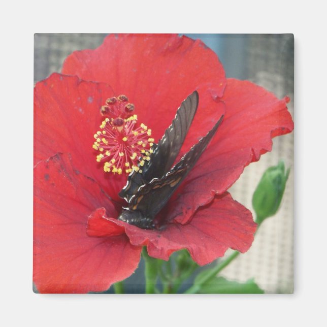 Aimant carré avec Papillon sur fleur rouge (Devant)
