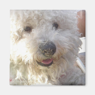 Aimant carré de Bichon Frise