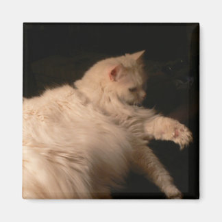 Aimant Carré de chat léger et ombragé