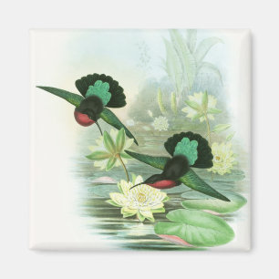 Aimant carré de colibris colorés de Gould