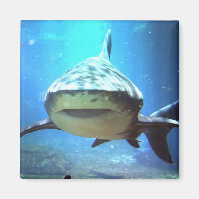 Aimant Carré de requin (Devant)