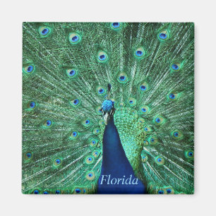 Aimant Carré magnétique Peacock Floride