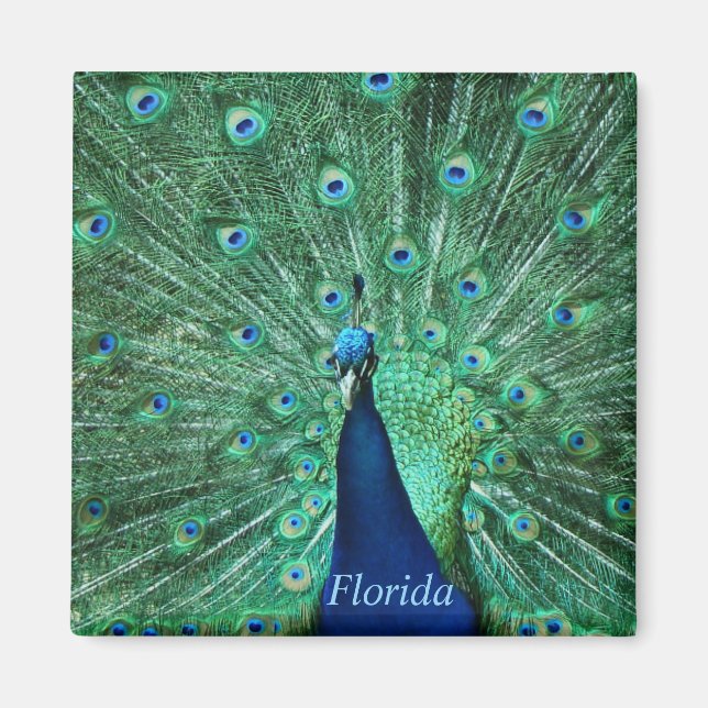 Aimant Carré magnétique Peacock Floride (Devant)