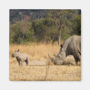 Aimant Carré Magnte de famille de rhinocéros
