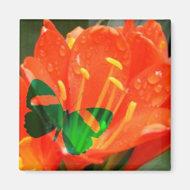 Aimant Carré Papillon Fleur d'Orange (Devant)