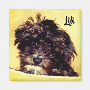 Aimant carré pour chien Schnoodle