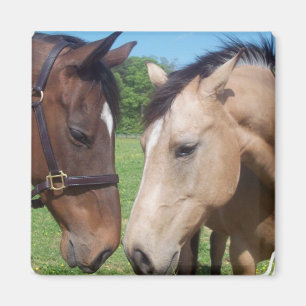 Aimant carré Romance de cheval