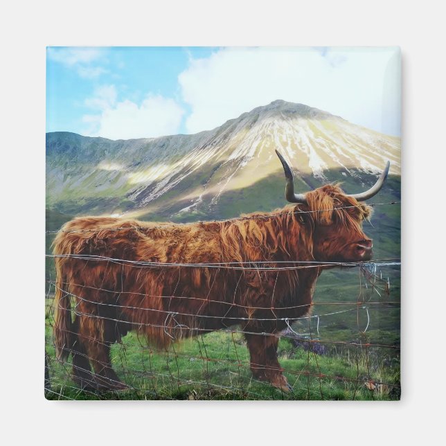 Aimant Carré Vache des Highlands - Faune Écossaise (Devant)