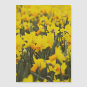 Aimant Carte Postale Champ de Jonquilles