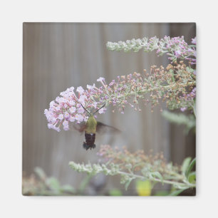 Aimant Carte vierge de mite de Clearwing de colibri