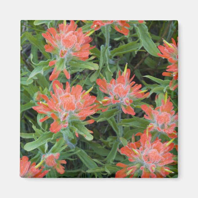Aimant Castilleja des Indiens fleurs sauvages dans les Ma (Devant)