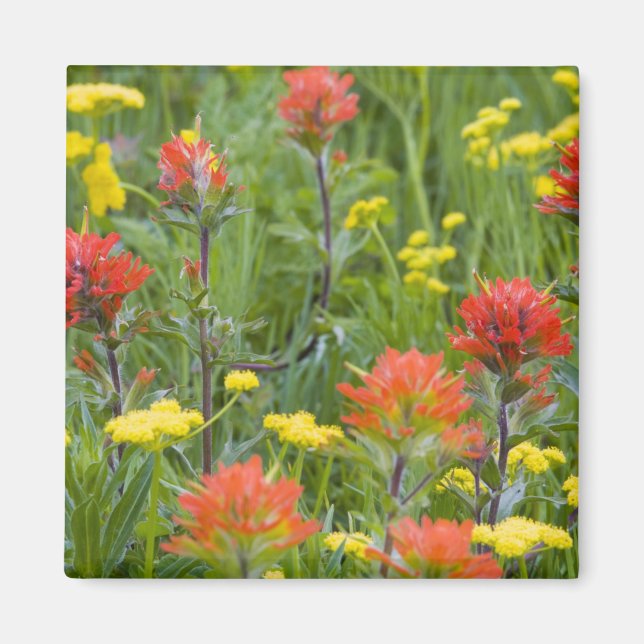 Aimant Castilleja et biscuitroot fleurs sauvages (Devant)