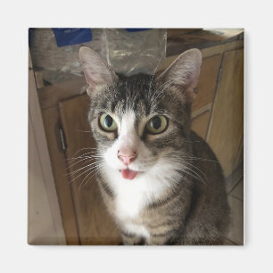 Aimant Cat