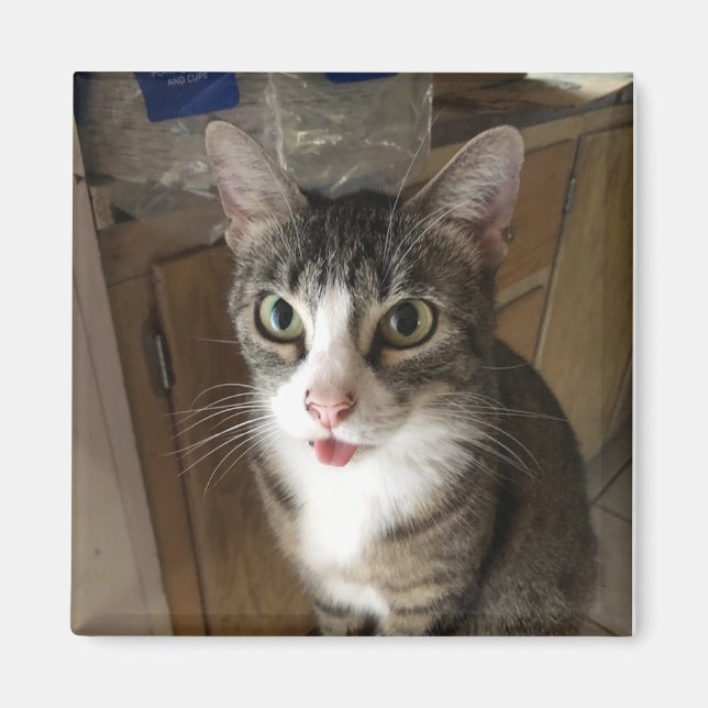 Aimant Cat (Devant)