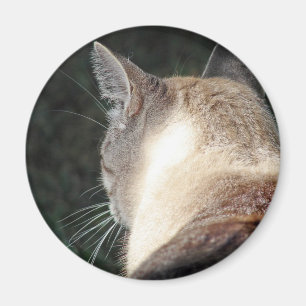 Aimant Cat