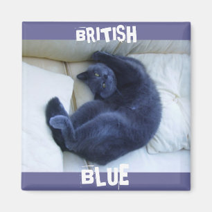 AIMANT CAT BLEU BRITANNIQUE
