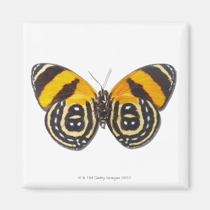 Aimant Catagramme cynosura