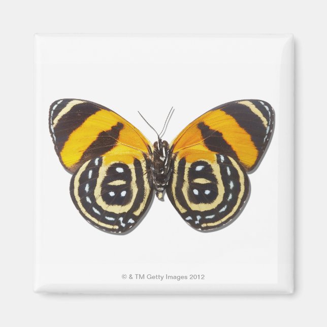 Aimant Catagramme cynosura (Devant)