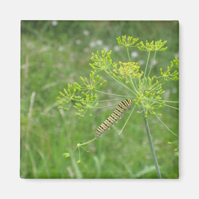 Aimant Caterpillar (Devant)
