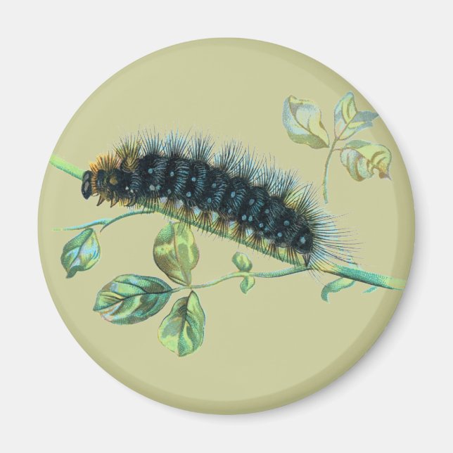 Aimant Caterpillar Arctia caja (Devant)