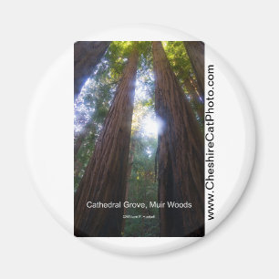 Aimant Cathedral Grove, Muir Woods Produits Californie